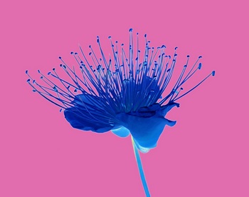 F 010F